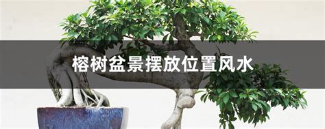 榕树盆栽风水|榕树盆景风水详解（摆放位置、作用、风水禁忌）